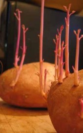 Sweet Potato Forest
