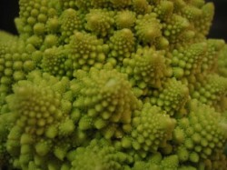 Read more about the article A Broccoli from Another Planet