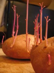 Read more about the article Sweet Potato Forest