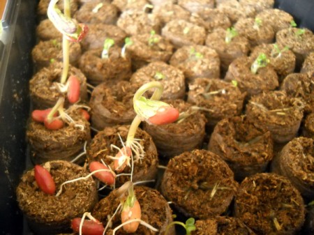 green bean seedlings & basil seedlings