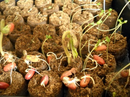 green bean & kale seedlings